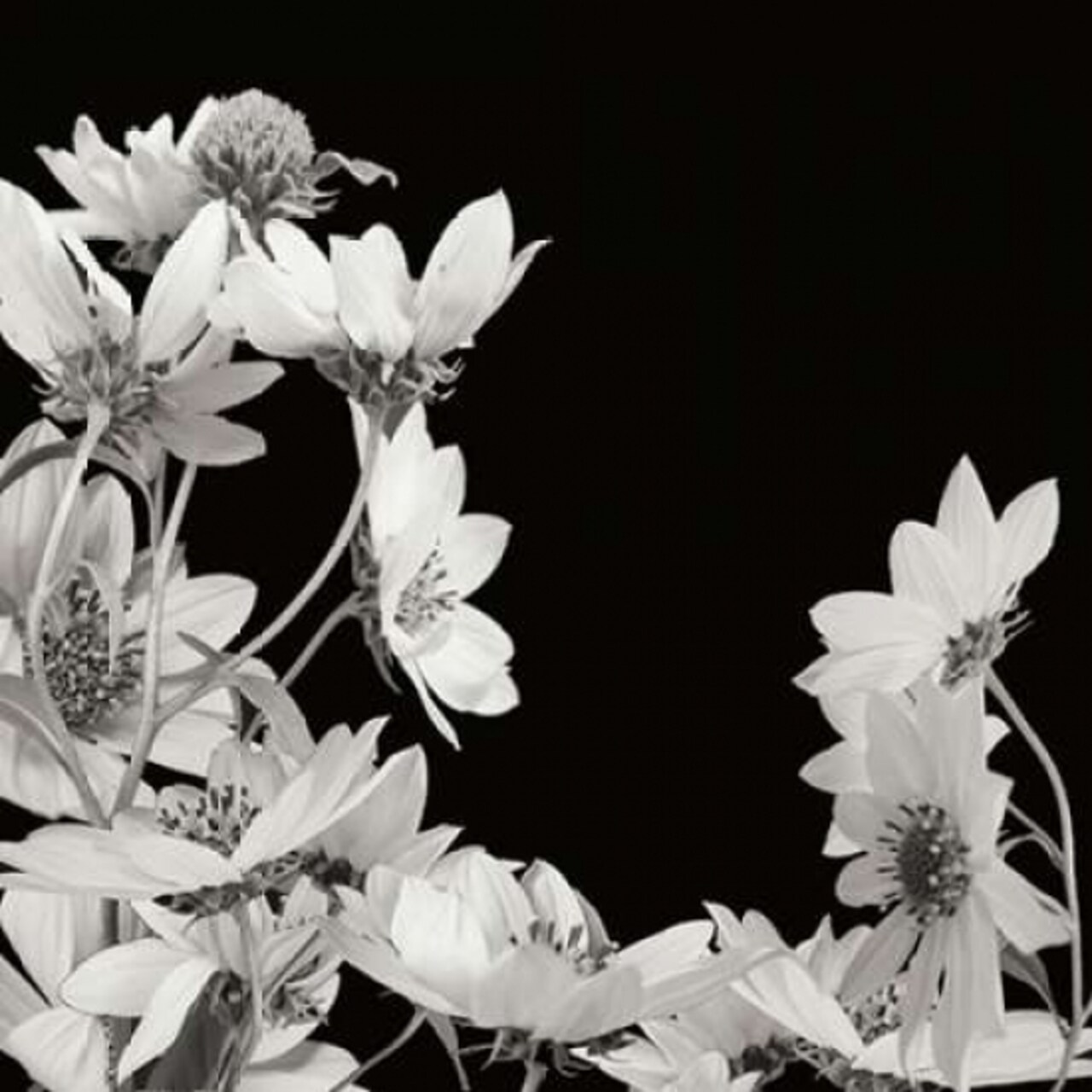 Flower Cluster 2 Poster Print by Jim Christensen - Item # VARPDXPSCRS144